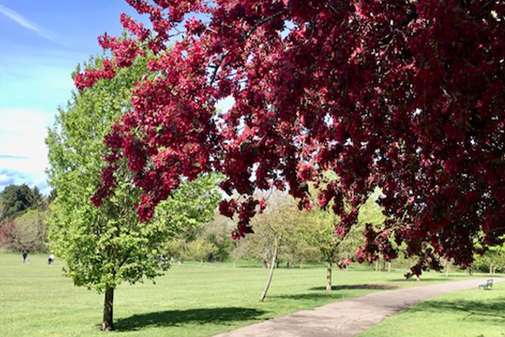 Image__0011_knowle park spring pink