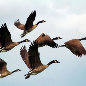 Geese are flying in a v formation against a grey cloudy sky.