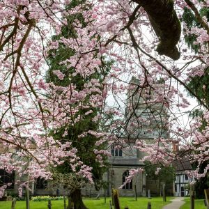 Looking through a curtain of pink Spring blossom, Knowle Parish Church can be seen in the background.